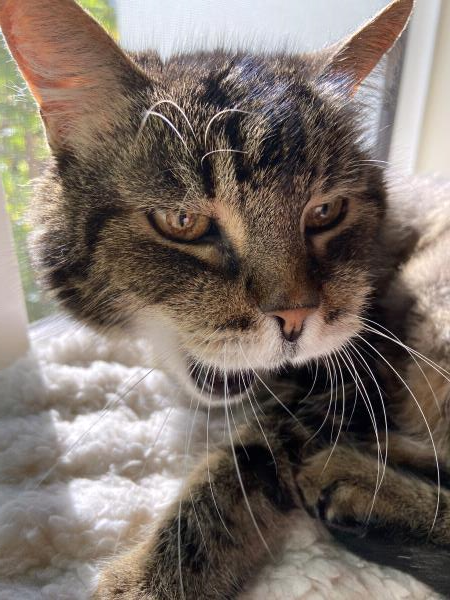 /Images/uploads/Friends of Seal Beach Animal Care Center/2022sbacc/entries/20815thumb.jpg